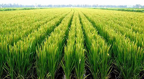 我国富硒农业发展虽然起步较早,但标准化和富硒农产品的精深技术开发